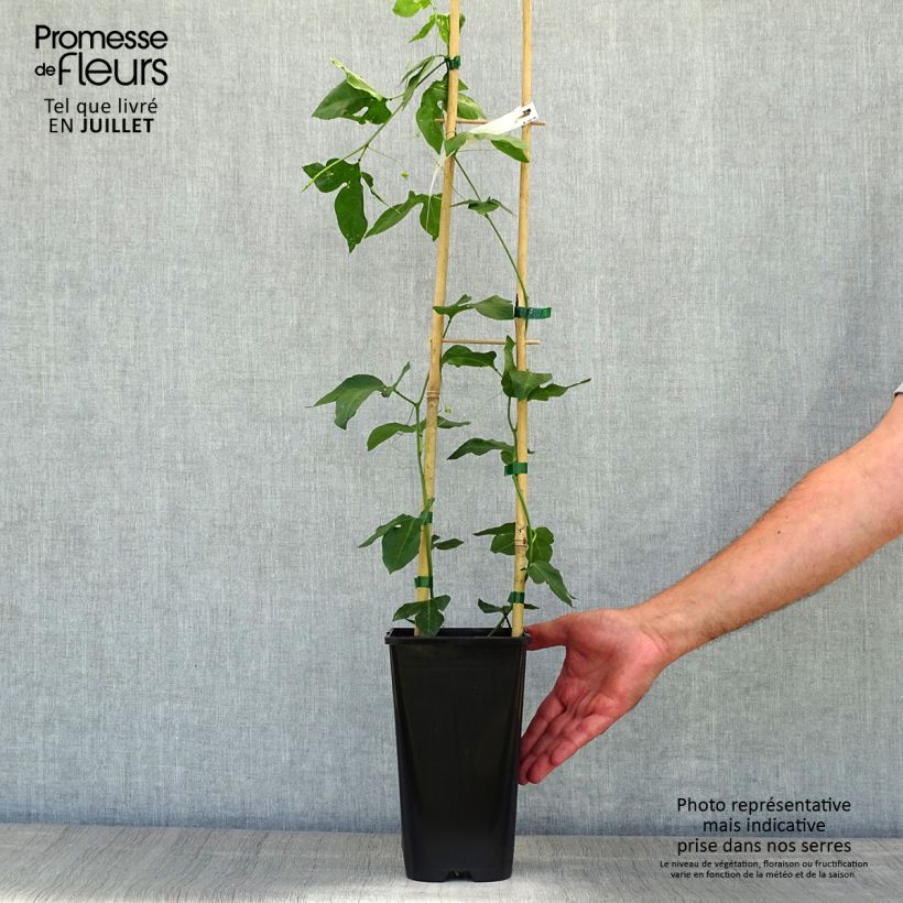 Exemplar von Fleischfarbene Passionsblume Eia popeia - Passiflora incarnata Topf mit 2L/3L wie im Sommer geliefert