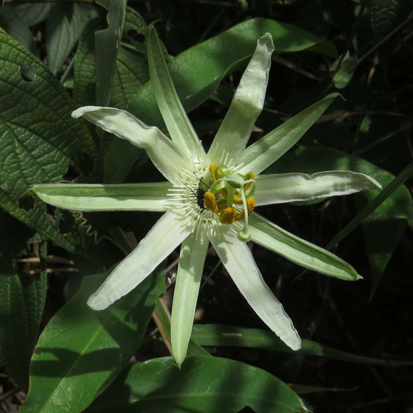 Passionsblume - Passiflora mucronata (Flowering)
