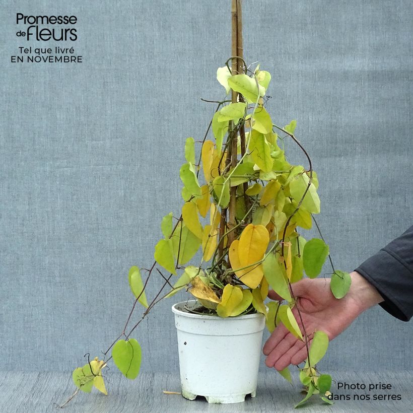 Example of Passionsblume - Passiflora mucronata Topf mit 2L/3L as you get in automne