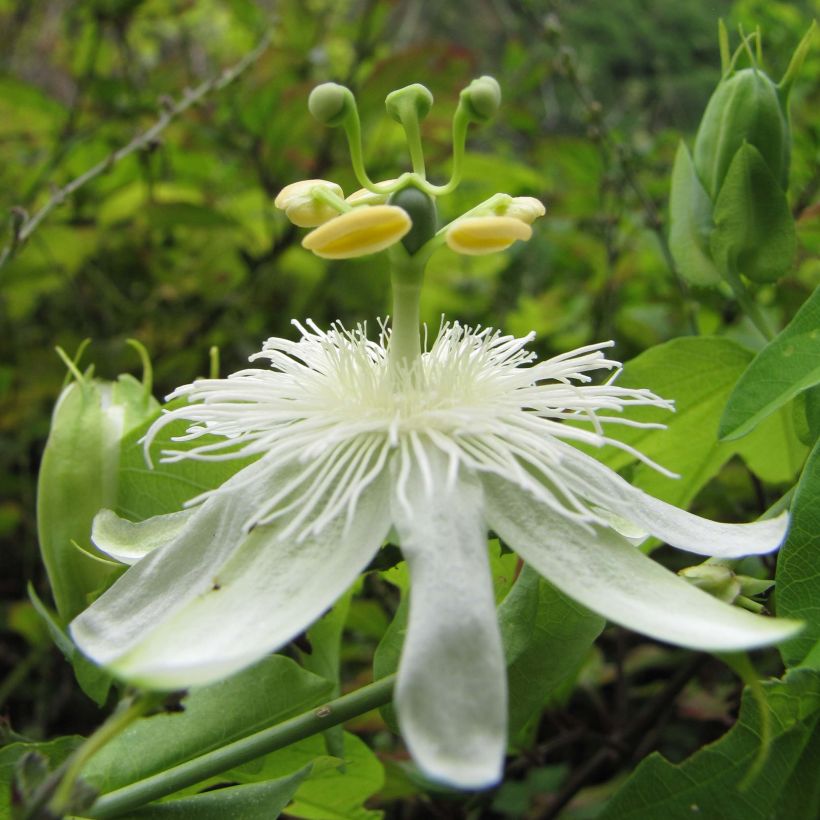 Weiße Passionsblume - Passiflora subpeltata (Flowering)