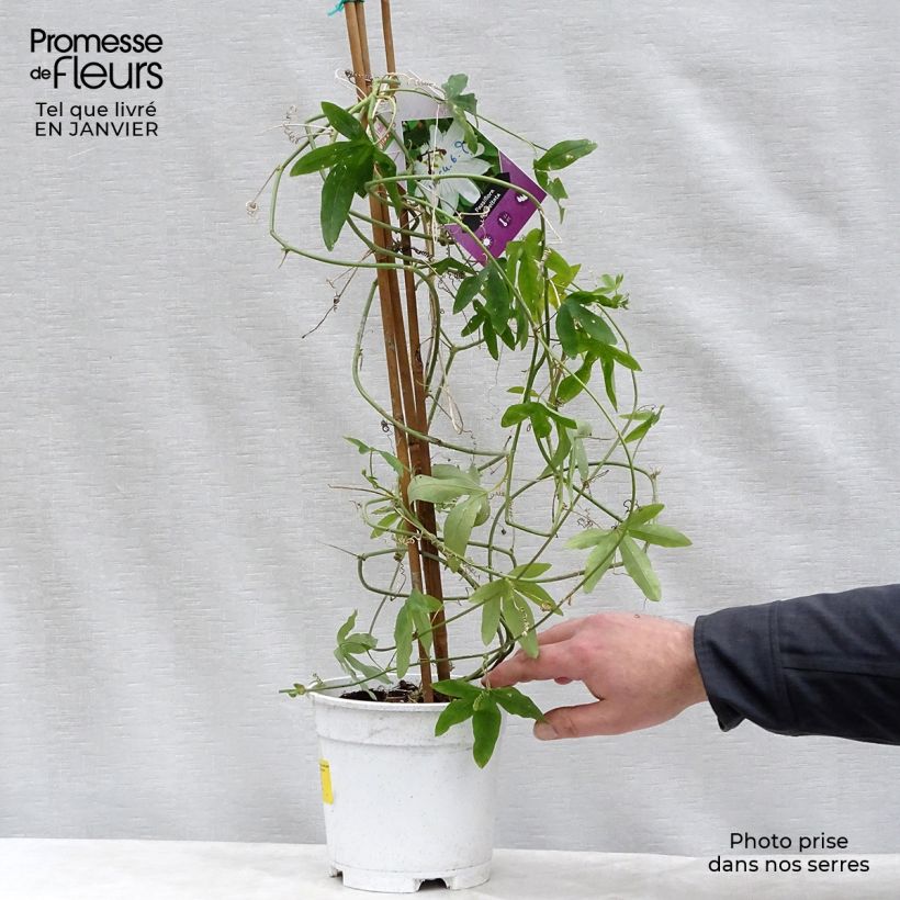 Exemplar von Weiße Passionsblume - Passiflora subpeltata Topf mit 2L/3L wie im Winter geliefert