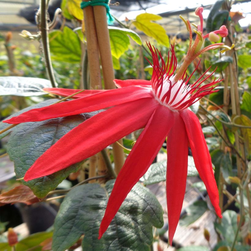 Rote Passionsblume - Passiflora vitifolia (Flowering)