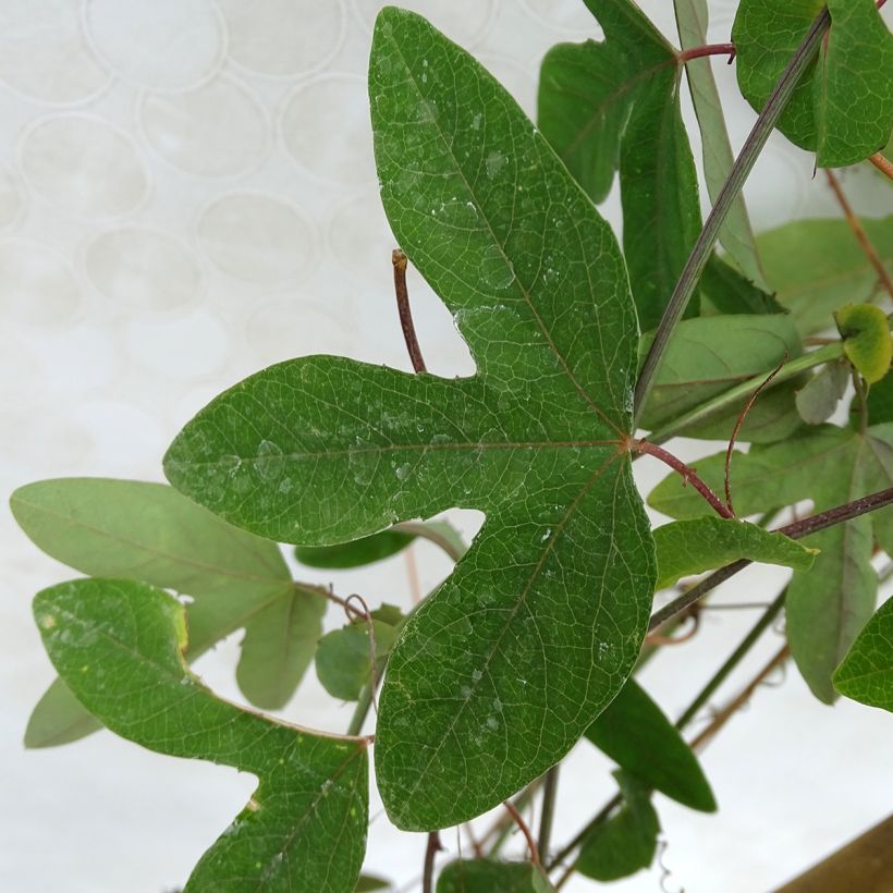 Passionsblume Amethyst Blanche - Passiflora (Foliage)