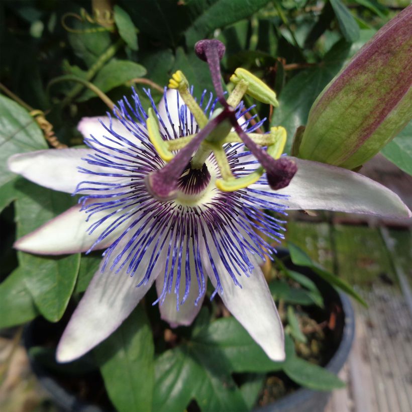Passionsblume Amethyst Blanche - Passiflora (Flowering)