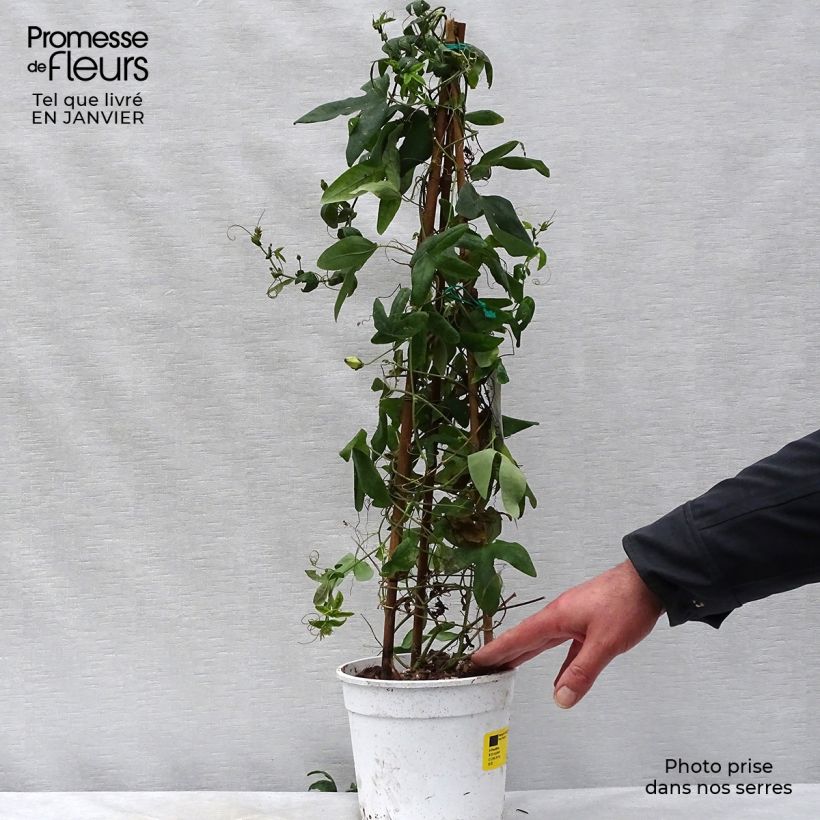 Exemplar von Passionsblume Amethyst Blanche - Passiflora Topf mit 2L/3L wie im Winter geliefert