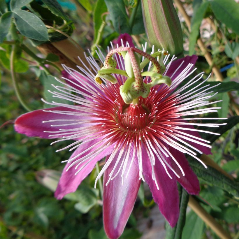 Passionsblume Anastasia - Passiflora (Flowering)