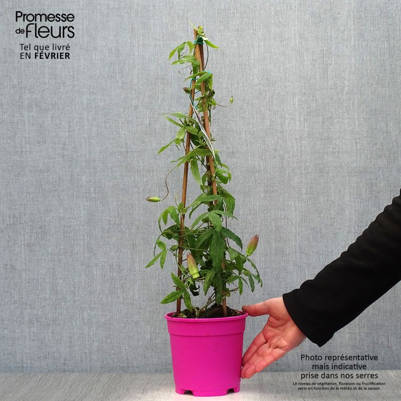Example of Passionsblume Anastasia - Passiflora Topf mit 2L/3L as you get in hiver