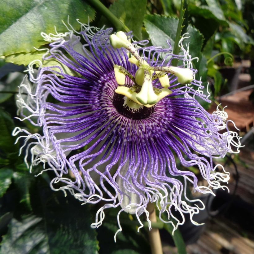 Passionsblume Byron Beauty - Passiflora (Flowering)