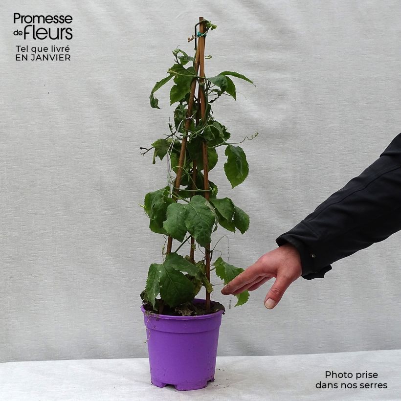 Exemplar von Passionsblume Byron Beauty - Passiflora Topf mit 2L/3L wie im Winter geliefert