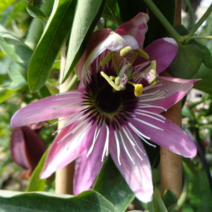 Passionsblume - Passiflora (Flowering)