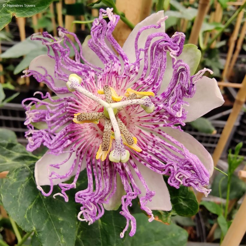 Fleischfarbene Passionsblume Eia popeia - Passiflora incarnata (Flowering)