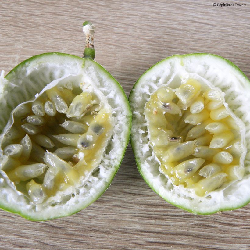Fleischfarbene Passionsblume Eia popeia - Passiflora incarnata (Harvest)