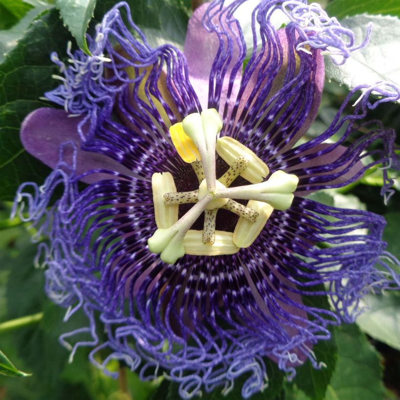 Passionsblume Essenza - Passiflora (Flowering)