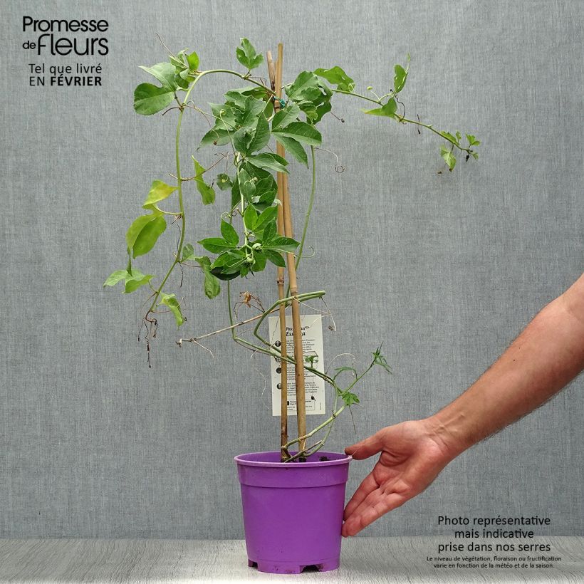Example of Passionsblume Essenza - Passiflora Topf mit 2L/3L as you get in automne