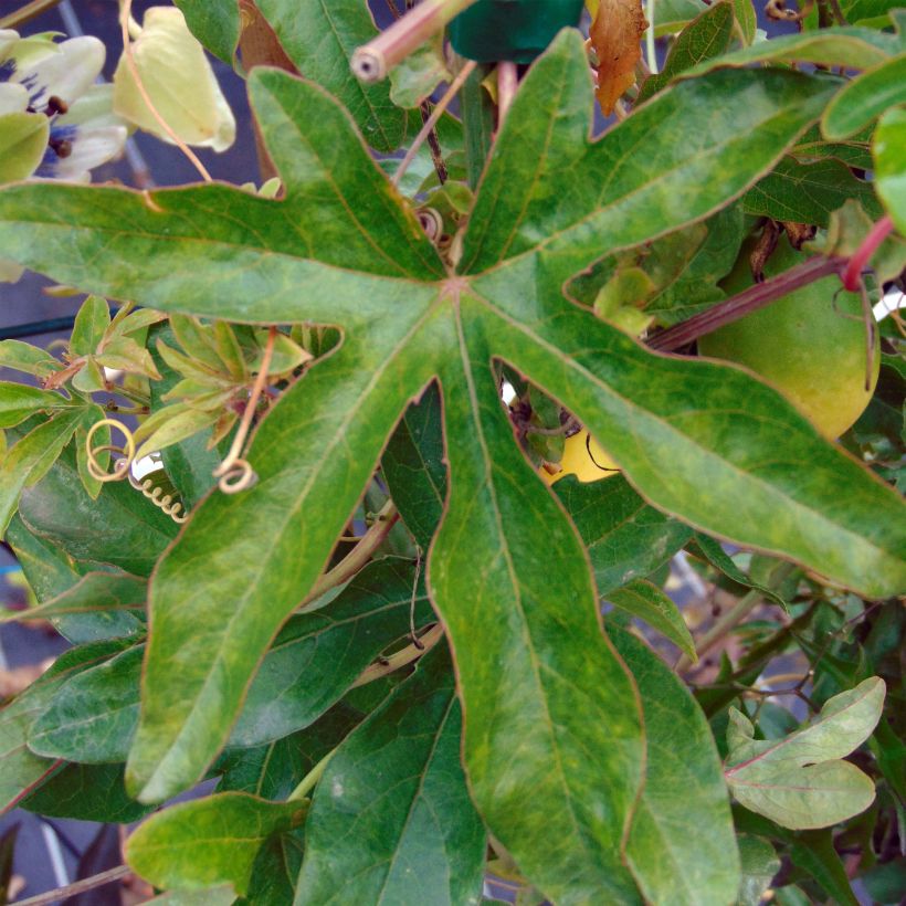 Passionsblume Lady Betty Myles Young - Passiflora (Foliage)