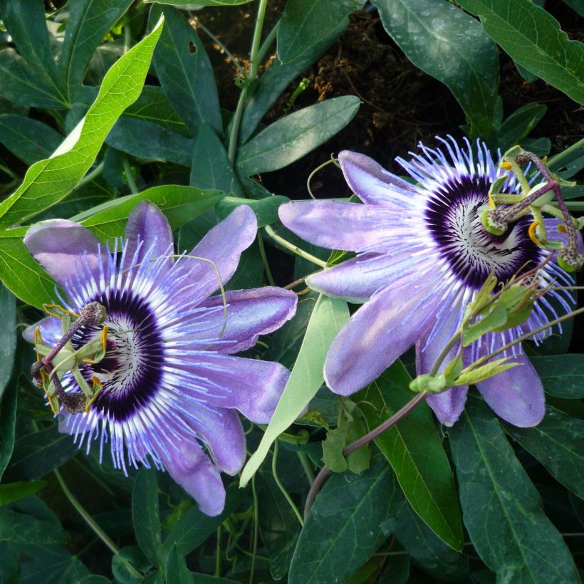 Passionsblume Lady Betty Myles Young - Passiflora (Flowering)