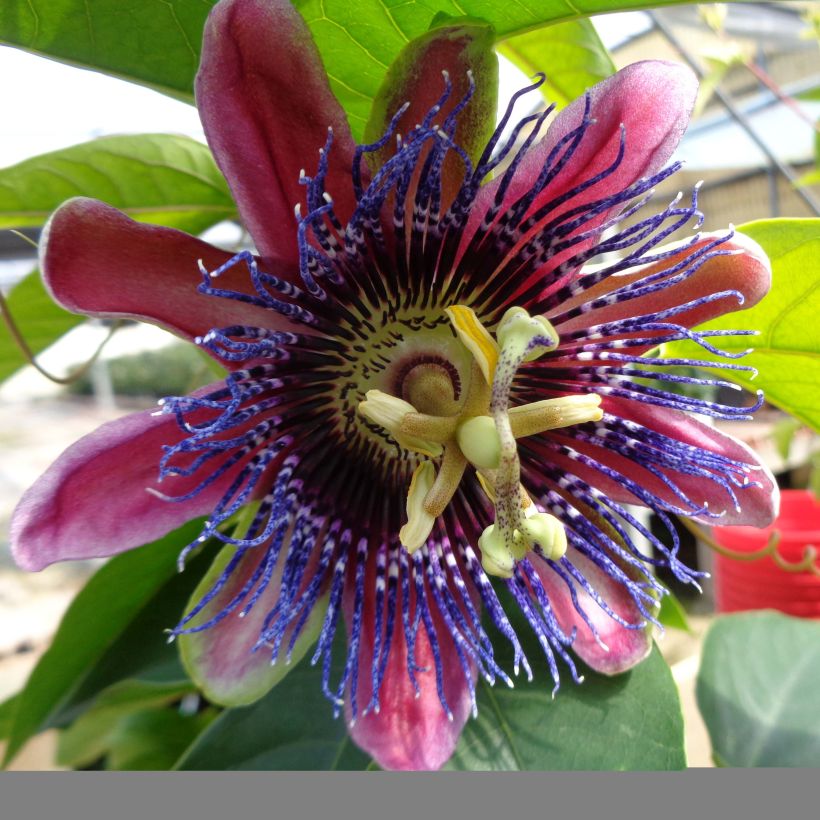 Passionsblume Marijke - Passiflora (Flowering)