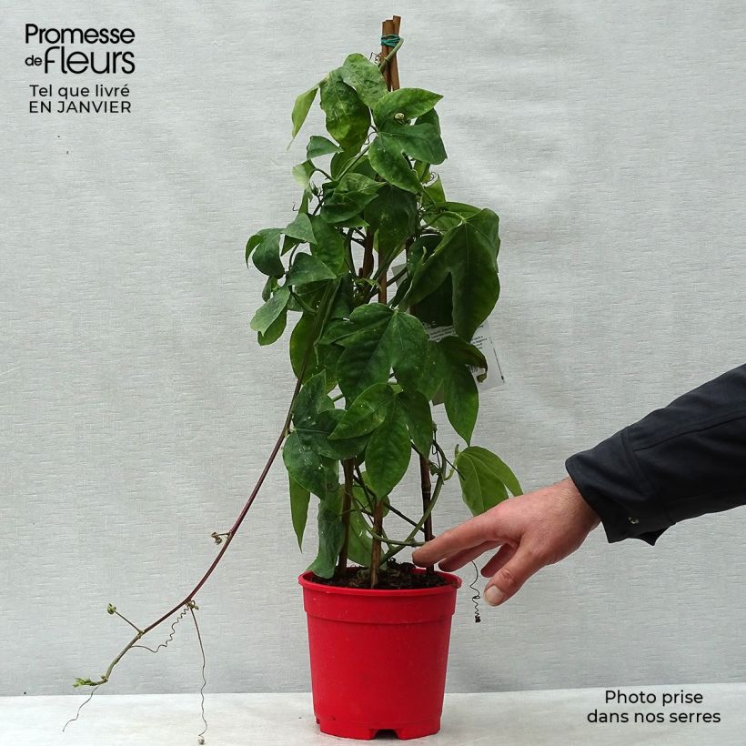 Exemplar von Passionsblume Marijke - Passiflora Topf mit 2L/3L wie im Winter geliefert