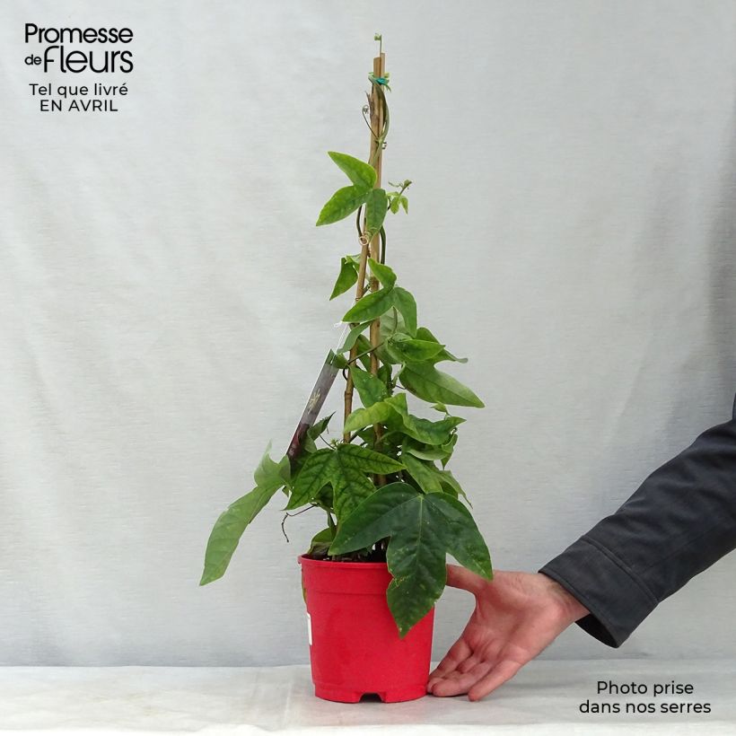 Exemplar von Passionsblume Marijke - Passiflora Topf mit 2L/3L wie im Frühjahr geliefert