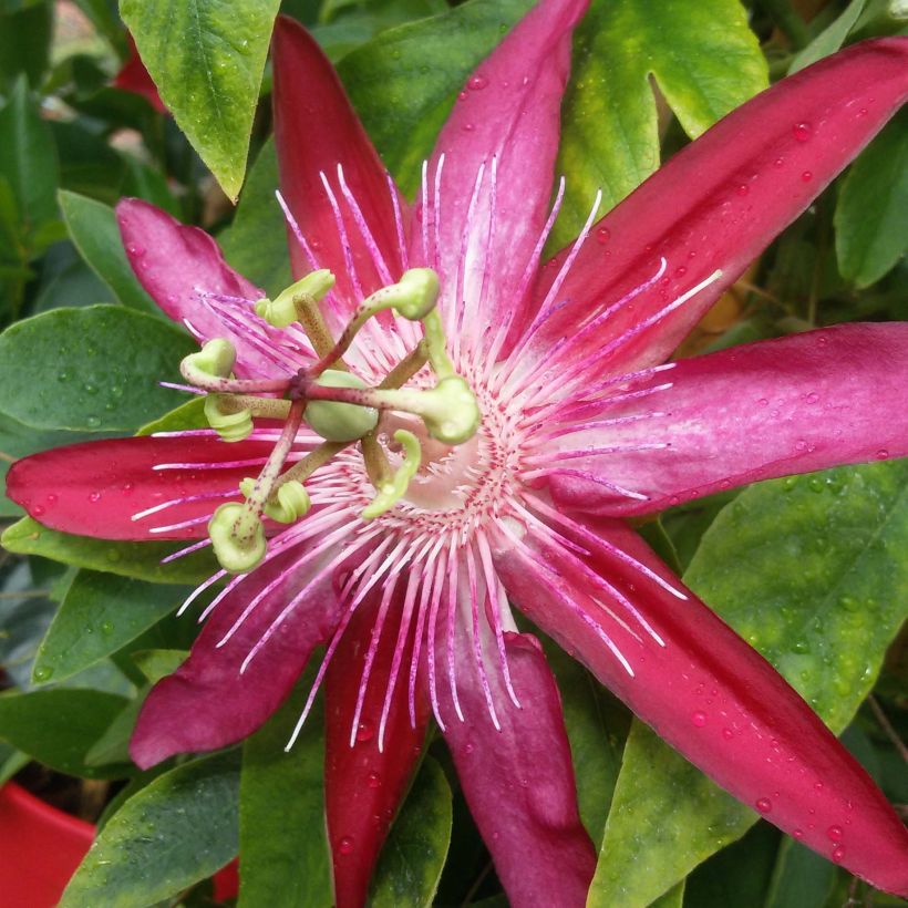 Passionsblume Michael - Passiflora (Flowering)