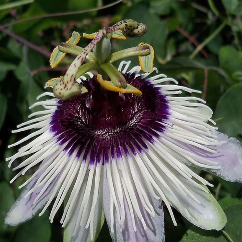 Passionsblume Panda - Passiflora (Flowering)
