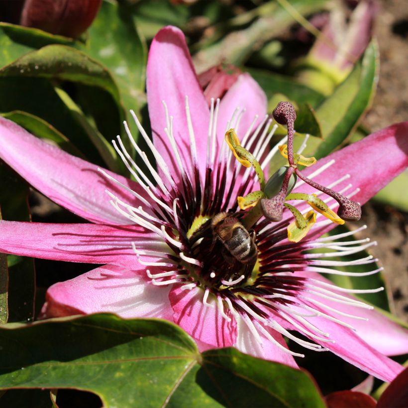 Passionsblume Eden - Passiflora (Flowering)