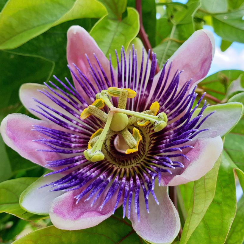 Passionsblume Imperatrice Eugénie - Passiflora (Flowering)