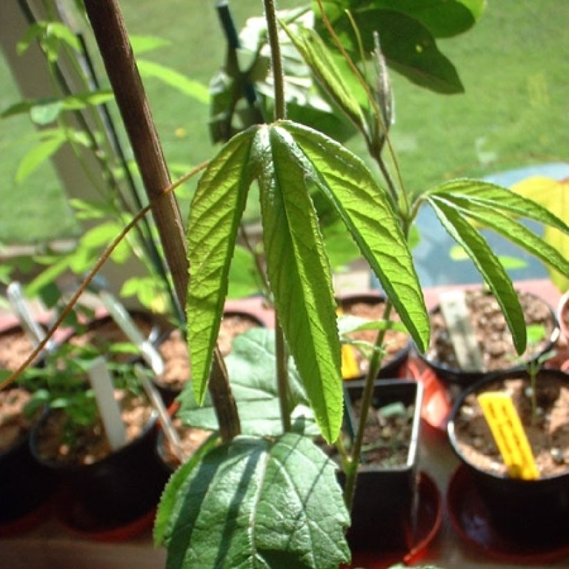 Passionsblume Exoniensis - Passiflora (Foliage)