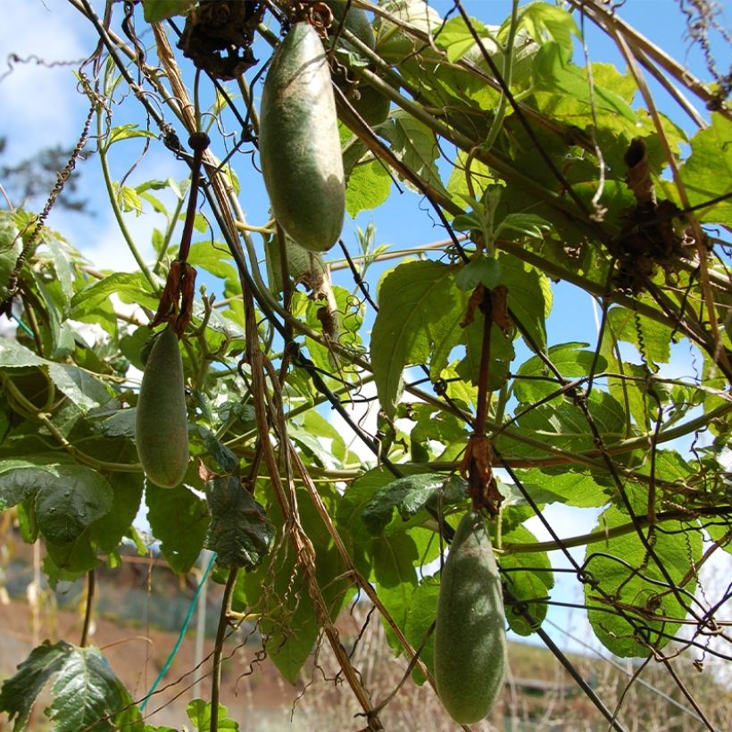 Passionsblume Exoniensis - Passiflora (Harvest)