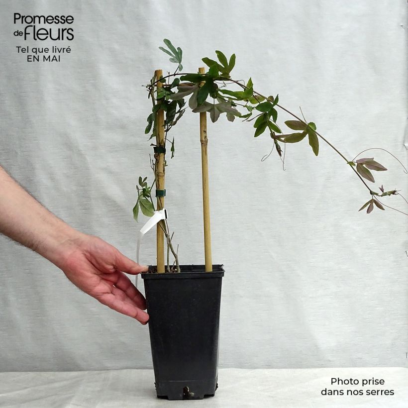 Exemplar von Passionsblume Purple Passion - Passiflora Topf mit 2L/3L wie im Frühjahr geliefert