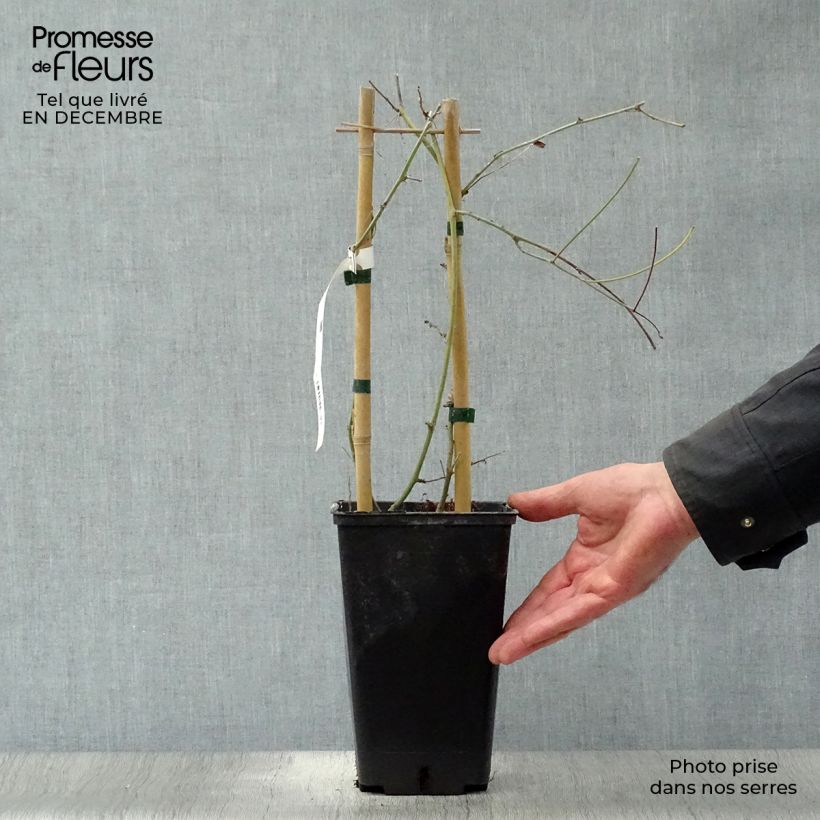 Exemplar von Passionsblume Purple Passion - Passiflora Topf mit 2L/3L wie im Winter geliefert