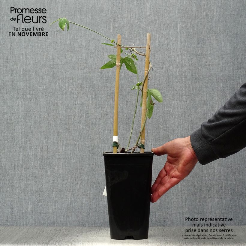 Example of Passionsblume Purple Passion - Passiflora Topf mit 2L/3L as you get in automne