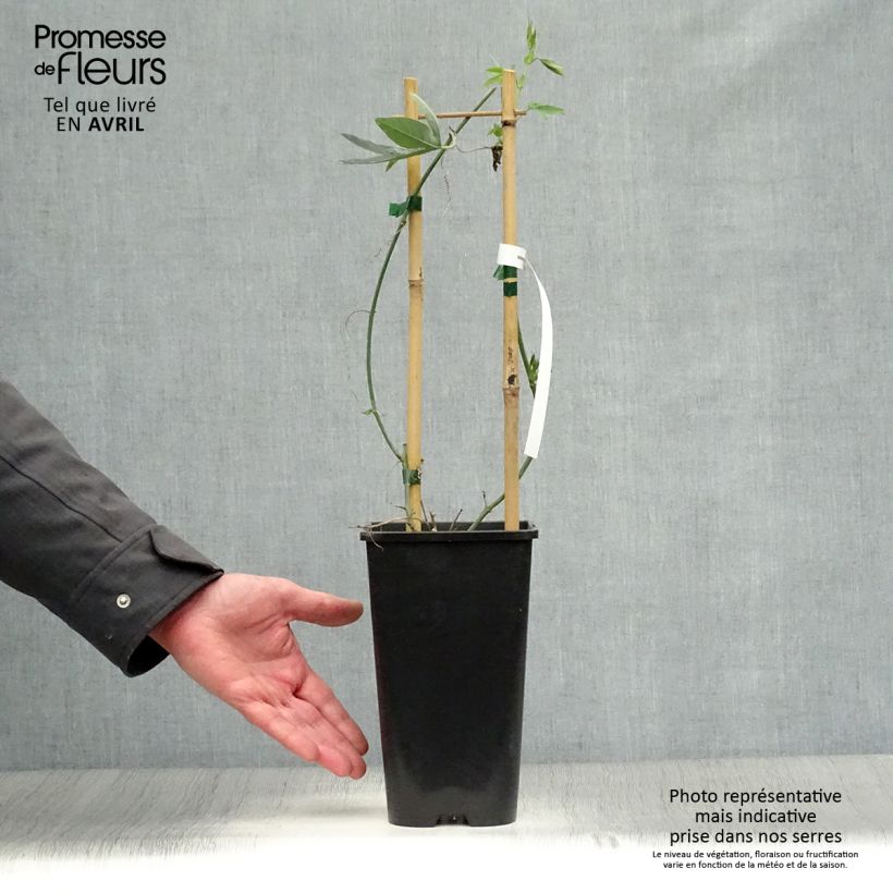 Exemplar von Passionsblume Snow Queen - Passiflora hybrida Topf mit 2L/3L wie im Frühjahr geliefert