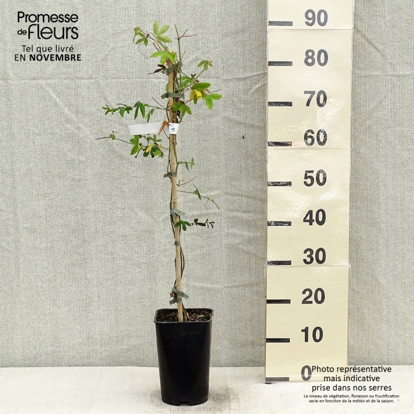 Example of Passionsblume Violacea - Passiflora Topf mit 2L/3L as you get in automne