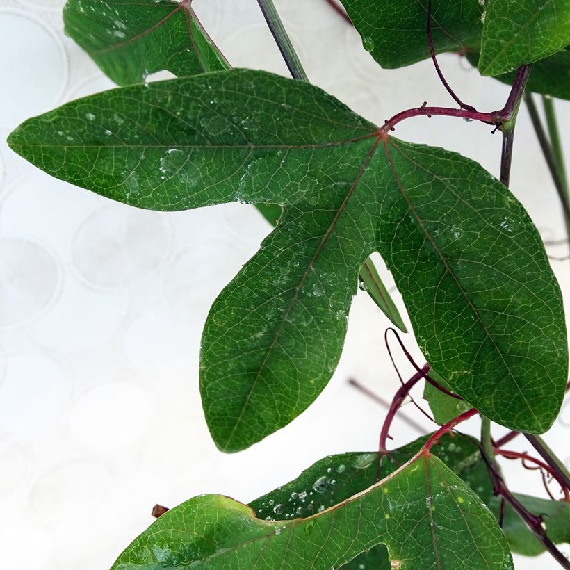 Passionsblume Violacea - Passiflora (Foliage)