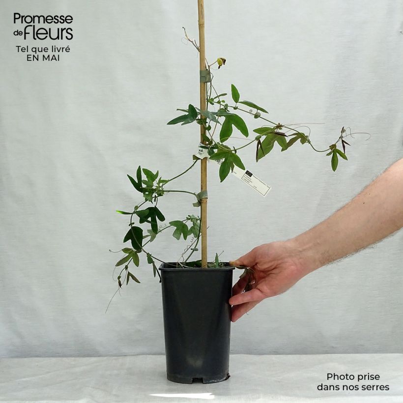 Exemplar von Passionsblume Violacea - Passiflora Topf mit 2L/3L wie im Frühjahr geliefert