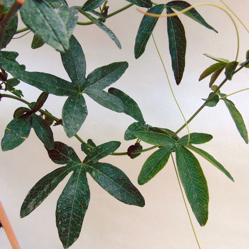 Blaue Passionsblume Constance Elliot - Passiflora caerulea (Foliage)
