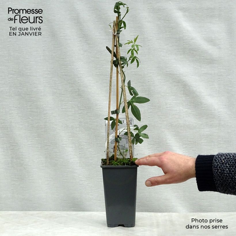 Exemplar von Blaue Passionsblume Constance Elliot - Passiflora caerulea Topf mit 2L/3L wie im Winter geliefert