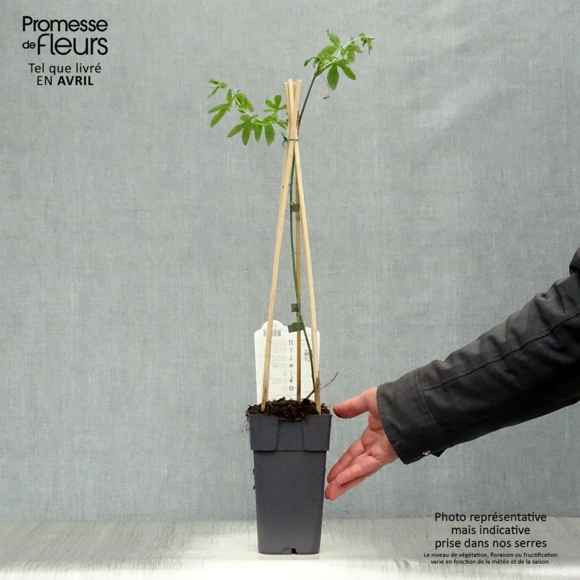 Exemplar von Blaue Passionsblume Constance Elliot - Passiflora caerulea Topf mit 2L/3L wie im Frühjahr geliefert