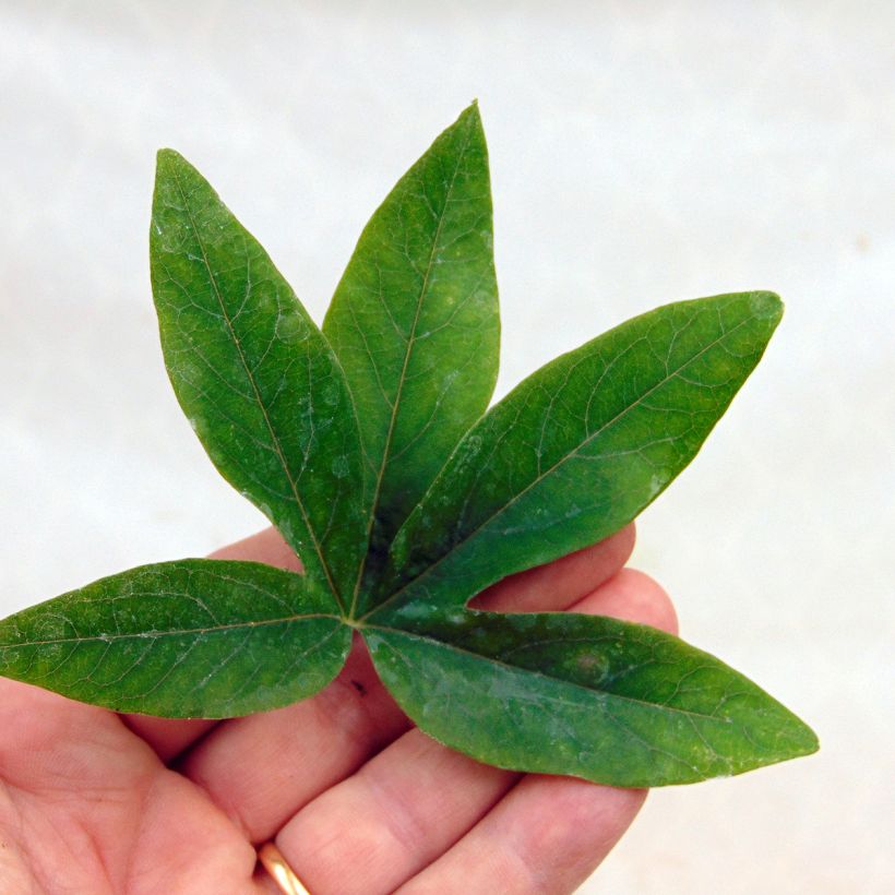 Blaue Passionsblume - Passiflora caerulea (Foliage)