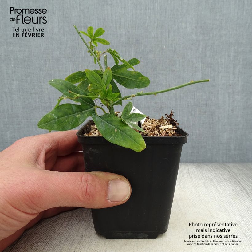 Exemplar von Blaue Passionsblume - Passiflora caerulea Kleine Töpfe von 8/9 cm wie im Winter geliefert