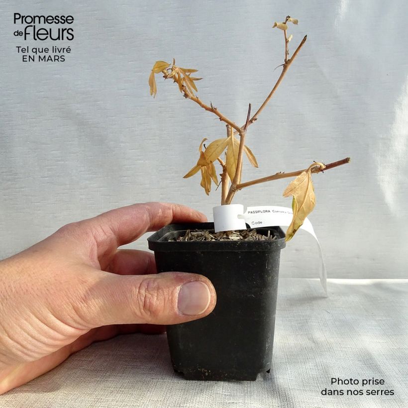 Exemplar von Blaue Passionsblume - Passiflora caerulea Kleine Töpfe von 8/9 cm wie im Frühjahr geliefert