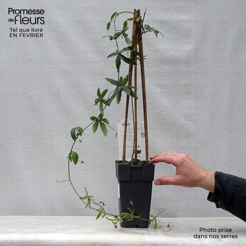 Exemplar von Blaue Passionsblume - Passiflora caerulea Topf mit 2L/3L wie im Winter geliefert