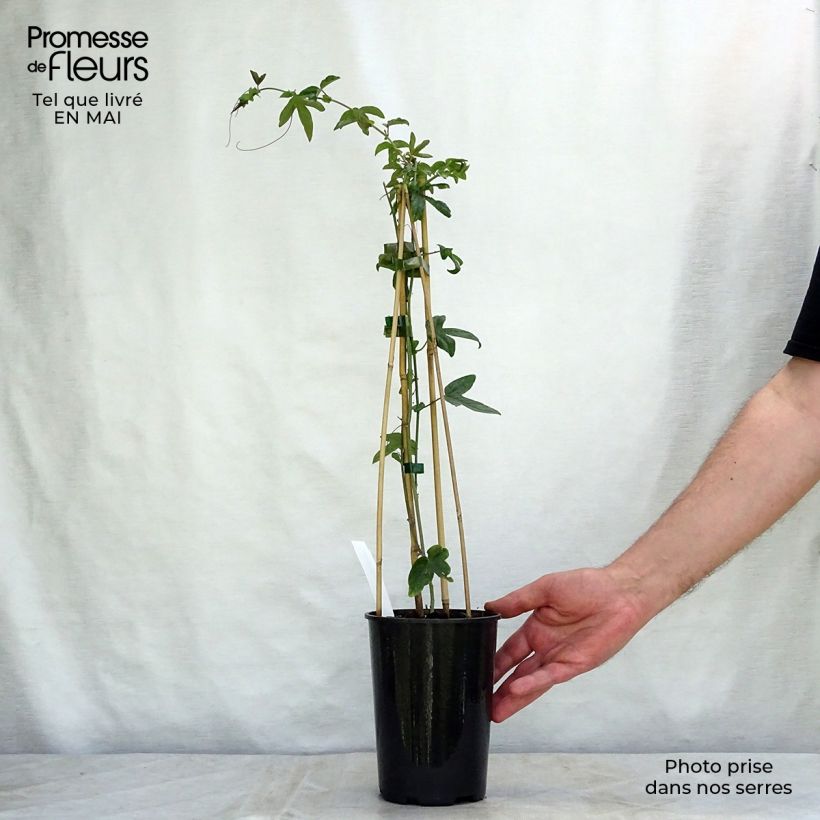 Exemplar von Blaue Passionsblume Purple Haze - Passiflora caerulea Topf mit 2L/3L wie im Frühjahr geliefert