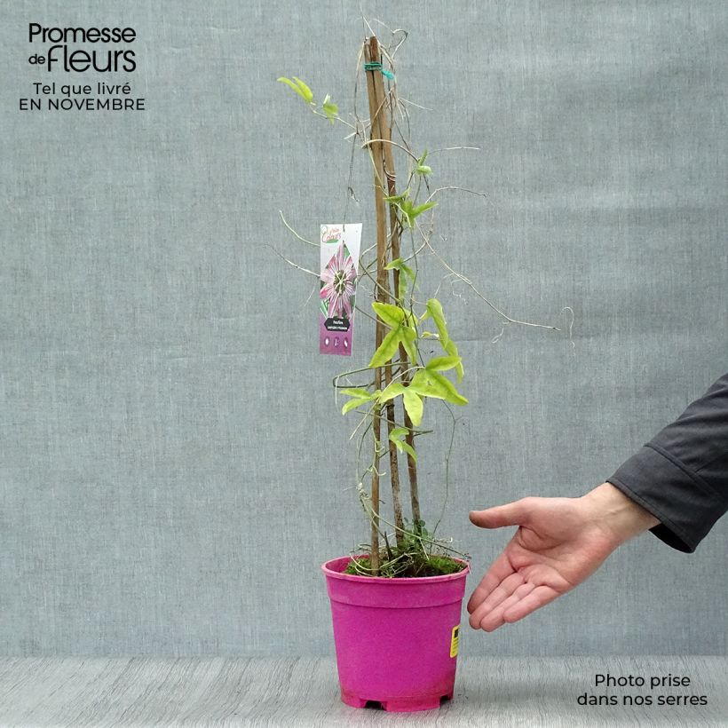 Example of Passionsblume - Passiflora Topf mit 2L/3L as you get in automne
