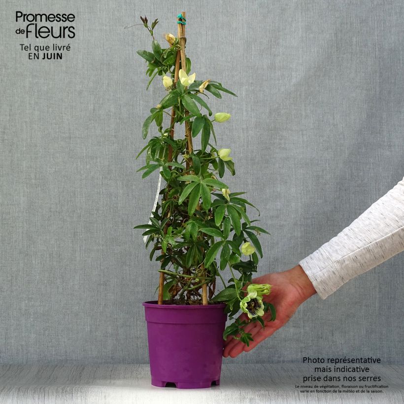 Exemplar von Passionsblume - Passiflora Topf mit 2L/3L wie im Sommer geliefert