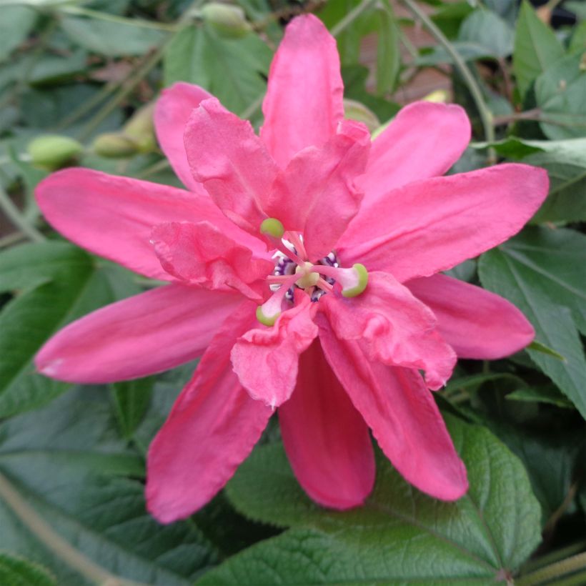 Passionsblume Pink Passion - Passiflora insignis (Flowering)
