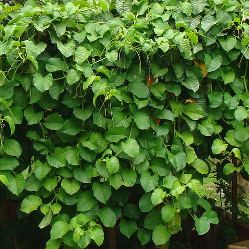 Riesen-Grenadille - Passiflora quadrangularis (Foliage)
