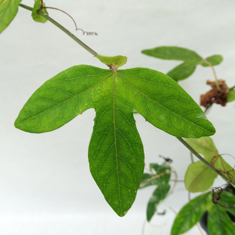 Passionsblume Lavender Lady - Passiflora (Foliage)