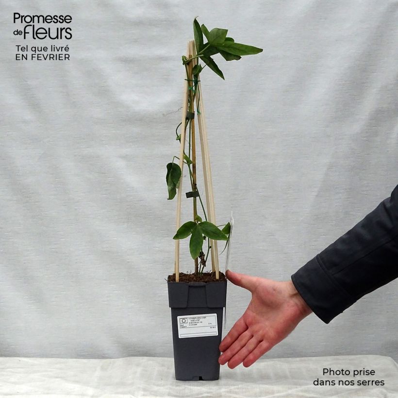 Exemplar von Passionsblume Lavender Lady - Passiflora Topf mit 2L/3L wie im Winter geliefert